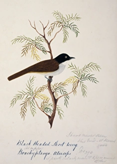 Rhopocichla atriceps, dark-fronted babbler Rhopocichla atriceps, dark-fronted babbler