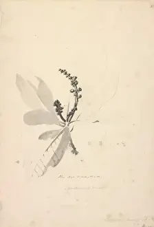 Dicotyledon Flowering Plants Prints: Rhus artrum