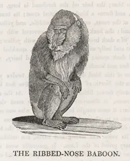 Primate Illustration Prints: Ribbed-Nosebaboon / Bewick