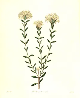Rice flower, Calyptrostegia intermedia Rice flower, Calyptrostegia intermedia