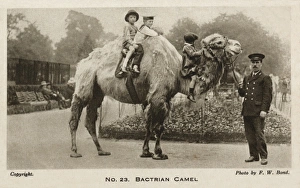 Riding on a Bactrian Camel - London Zoo Riding on a Bactrian Camel - London Zoo