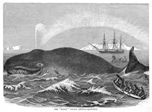 Prints of A right whale Humpback Whale Prints: A Right Whale Print