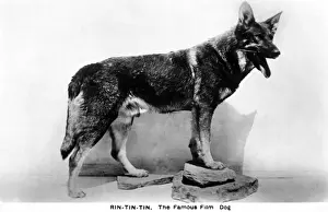 Classic Hollywood Icon Prints: Rin Tin Tin