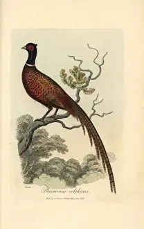 Prints of Ring or common pheasant, Phasianus colchicus.. Handcolored copperplate drawn and engraved by George Graves from his own British Ornithology, Walworth, 1821 Samuel Howitt Prints: Handcolored Copperplate Print of Ring Pheasant, 1821