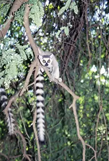 Madagascar Endemic Animals Prints: Ring-tailed Lemur