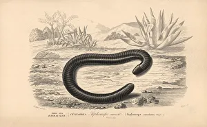 Ringed caecilian, Siphonops annulatus Ringed caecilian, Siphonops annulatus