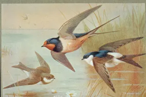 Riparia riparia, Hirundo rustica, Delichon urbica Riparia riparia, Hirundo rustica, Delichon urbica
