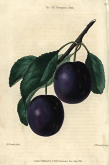 Ripe blue purple Old Brompton Plum, Prunus domestica Ripe blue purple Old Brompton Plum, Prunus domestica