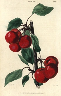 Ripe crimson Siberian Crab cherries, Prunus species Ripe crimson Siberian Crab cherries, Prunus species