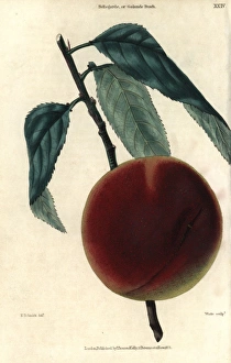 Ripe fruit and leaves of the Bellegarde or Ripe fruit and leaves of the Bellegarde or