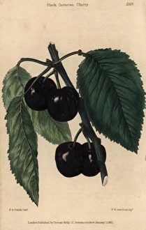 Ripe fruit and leaves of the Black Tartarian Ripe fruit and leaves of the Black Tartarian