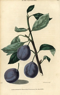 Ripe fruit and leaves of the Blue Imperatrice Ripe fruit and leaves of the Blue Imperatrice
