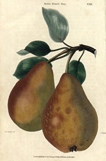 Ripe fruit and leaves of Brown Beurre Pear, Pyrus communis Ripe fruit and leaves of Brown Beurre Pear, Pyrus communis