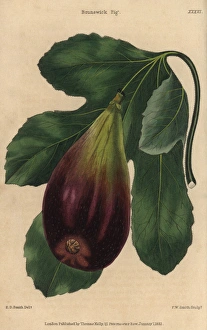 Ripe fruit and leaves of the Brunswick fig, Ficus carica Ripe fruit and leaves of the Brunswick fig, Ficus carica