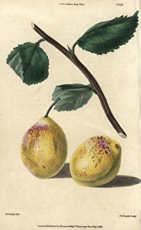Ripe fruit and leaves of Coes Golden Drop Ripe fruit and leaves of Coes Golden Drop