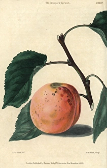Ripe fruit and leaves of the Moorpark Apricot Ripe fruit and leaves of the Moorpark Apricot