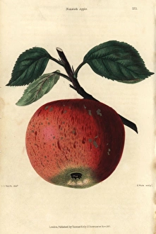 Ripe fruit and leaves of the Nonsuch apple, Malus domestica Ripe fruit and leaves of the Nonsuch apple, Malus domestica