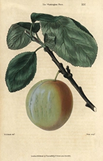 Ripe fruit and leaves of the Washington plum Ripe fruit and leaves of the Washington plum