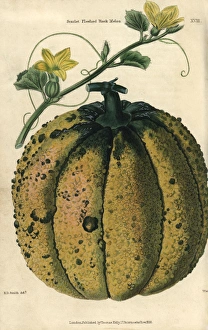 Ripe fruit, vine and yellow flowers of the Ripe fruit, vine and yellow flowers of the