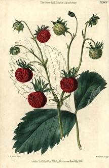 Ripe and green fruit of the Grove End Scarlet Ripe and green fruit of the Grove End Scarlet