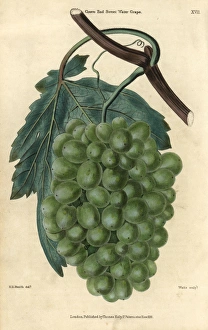 Ripe green grapes, vine and leaf of the Grove Ripe green grapes, vine and leaf of the Grove