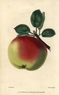 Ripe green and red fruit of the White Hawthornden Ripe green and red fruit of the White Hawthornden