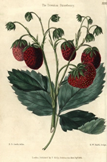 Ripe red fruit and leaves of the Downton Strawberry Ripe red fruit and leaves of the Downton Strawberry