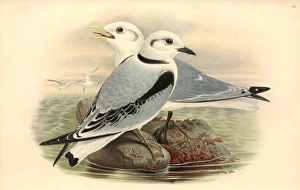 Rissa tridactyla, black-legged kittiwake Rissa tridactyla, black-legged kittiwake