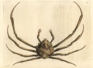 Risso's doclea crab, Doclea rissonii Risso's doclea crab, Doclea rissonii