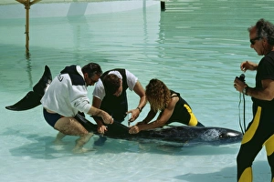 Rissos DOLPHIN - Being given medication by vet Rissos DOLPHIN - Being given medication by vet