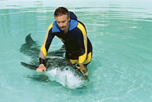 Rissos DOLPHIN - Being helped to swim by researcher Rissos DOLPHIN - Being helped to swim by researcher