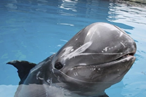Rissos Dolphin - with nose above surface Rissos Dolphin - with nose above surface