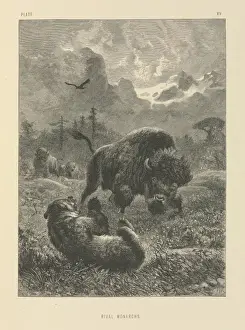 Prints of Plate 15 taken from The Life and Habits of Wild Animals, illustrated with designs by Joseph Wolf, London 1874. Date: 1874 Related Prints: Wild Animals Plate 15, Joseph Wolf Print, London 1874