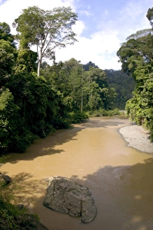 River Danum and primary rainforest on its banks River Danum and primary rainforest on its banks