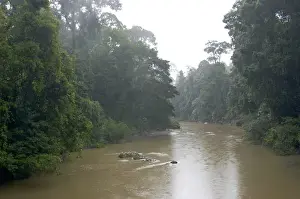 Borneo Rainforest Prints: River Danum in the rain