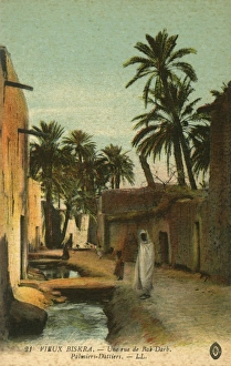 A road in Old Biskra. With date palms A road in Old Biskra. With date palms