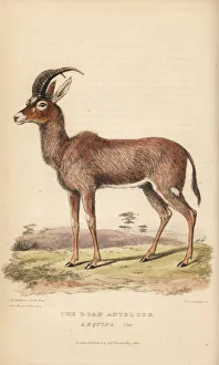 Roan antelope, Hippotragus equinus Roan antelope, Hippotragus equinus