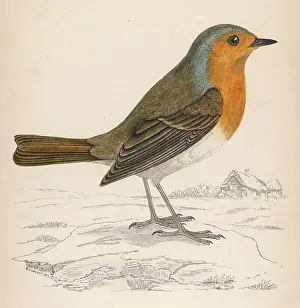 Garden Birds UK Prints: Robin (Morris)