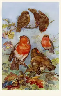 Antique Bird Prints For Sale Prints: Robins