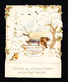 Robins in the snow on a Christmas and New Year card Robins in the snow on a Christmas and New Year card
