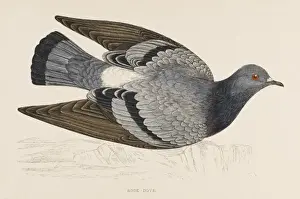 Prints of ROCK DOVE (Columba livia) Rock Dove Prints: Rock Dove Print