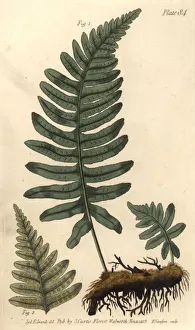 Rockcap fern or polypody, Polypodium vulgare, Filices Rockcap fern or polypody, Polypodium vulgare, Filices