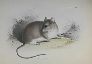 HMS Beagle Zoology Prints: Rodent