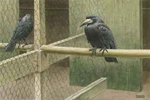 Raymond Sheppard Prints: Rooks in a Cage