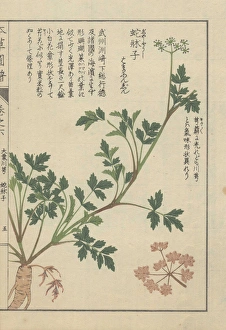 Roots, stems, leaves and tiny florets of Japanese Roots, stems, leaves and tiny florets of Japanese