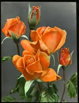 Colourful Roses Prints: Rosa Emma Wright
