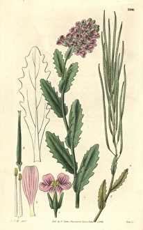 Rose-coloured rock-cress, Arabis rosea Rose-coloured rock-cress, Arabis rosea