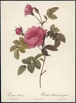 Rosa Species Prints: Rose Without Thorns