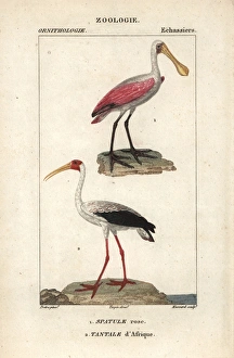 Roseate spoonbill, Platalea ajaja, and yellow-billed Roseate spoonbill, Platalea ajaja, and yellow-billed