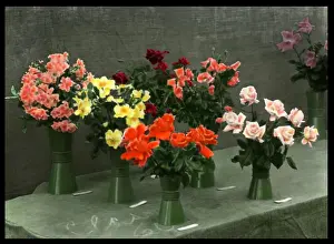 Colourful Roses Prints: Roses in vases, set out on a table